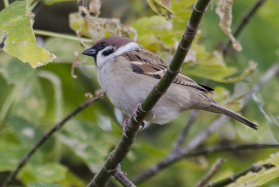 Eurasian tree sparrow