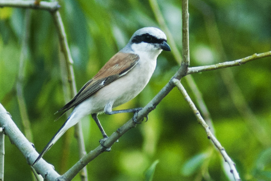 Red-backed Shrike