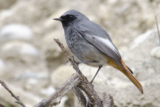Black redstart