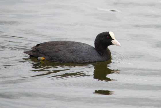 Eurasian Coot