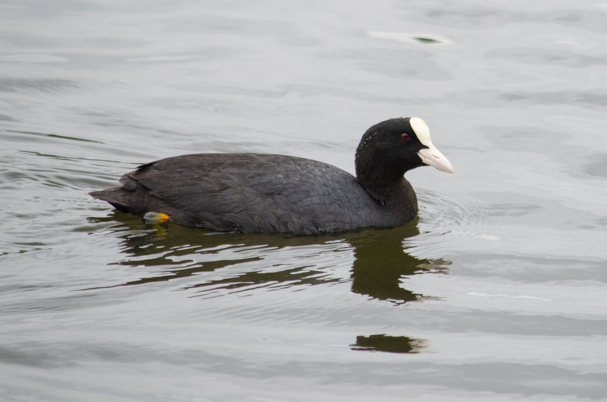 Eurasian Coot