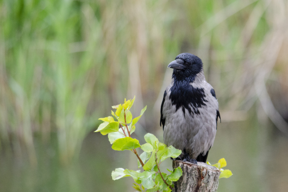 Hooded Crow