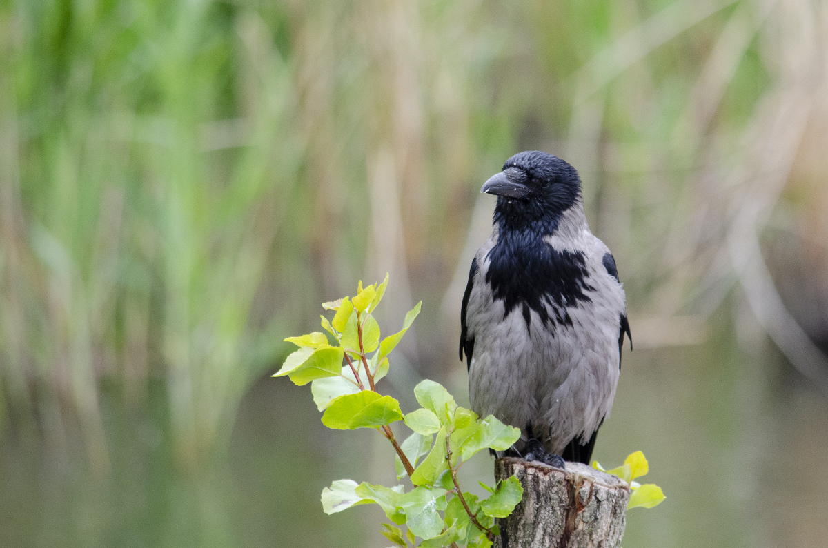 Hooded Crow