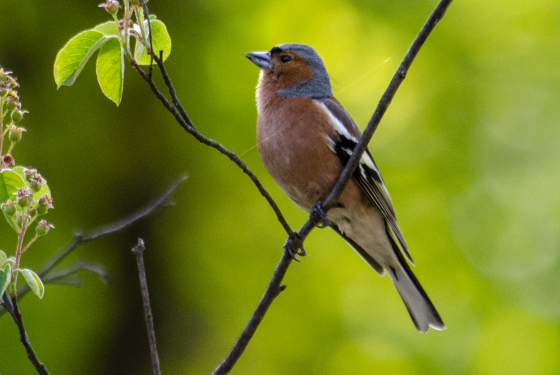Chaffinch