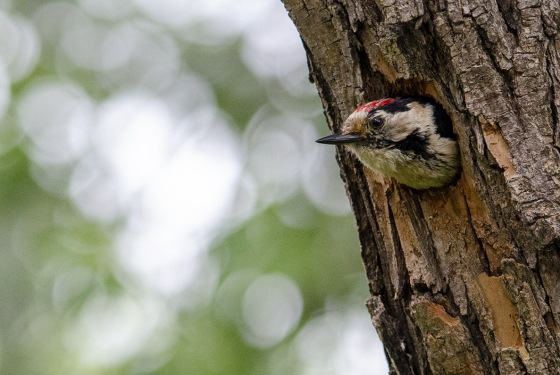 Lesser spotted woodpecker