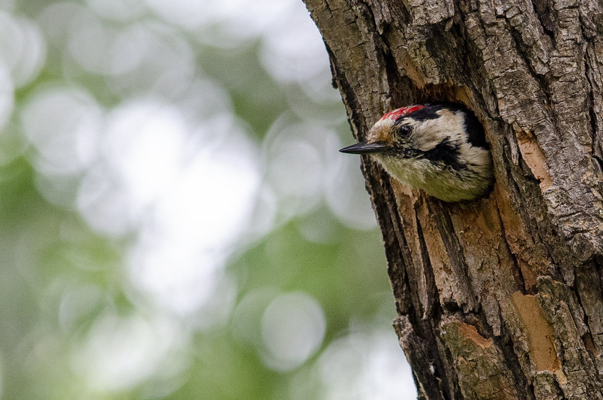 Lesser spotted woodpecker
