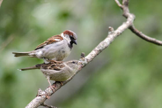 House sparrow