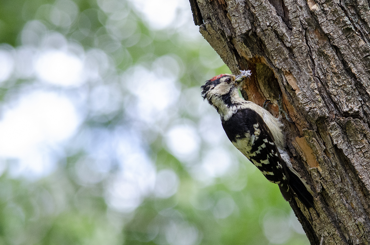 Lesser spotted woodpecker
