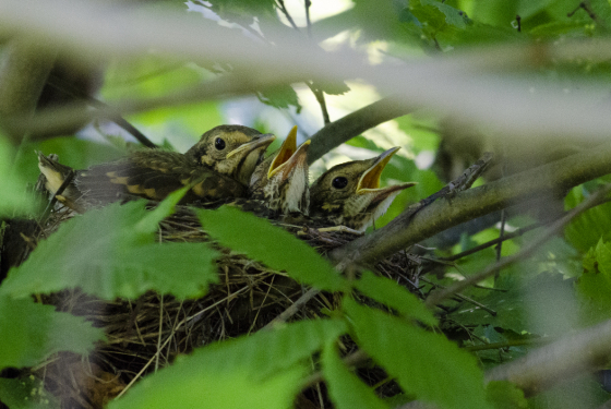 Song thrush (chicks)