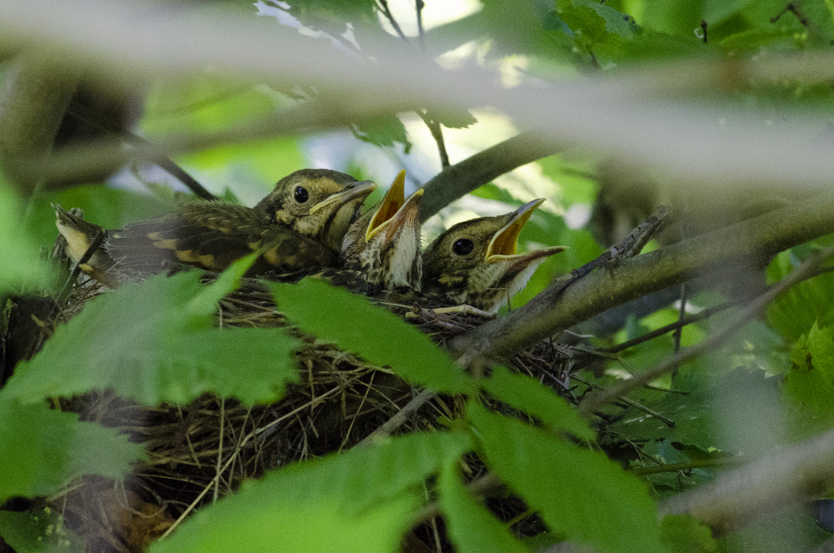Song thrush (chicks)