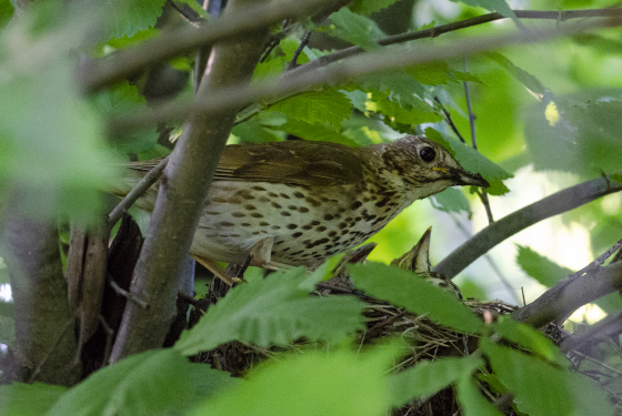 Song thrush