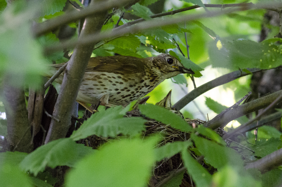 Song thrush (feeding chicks)