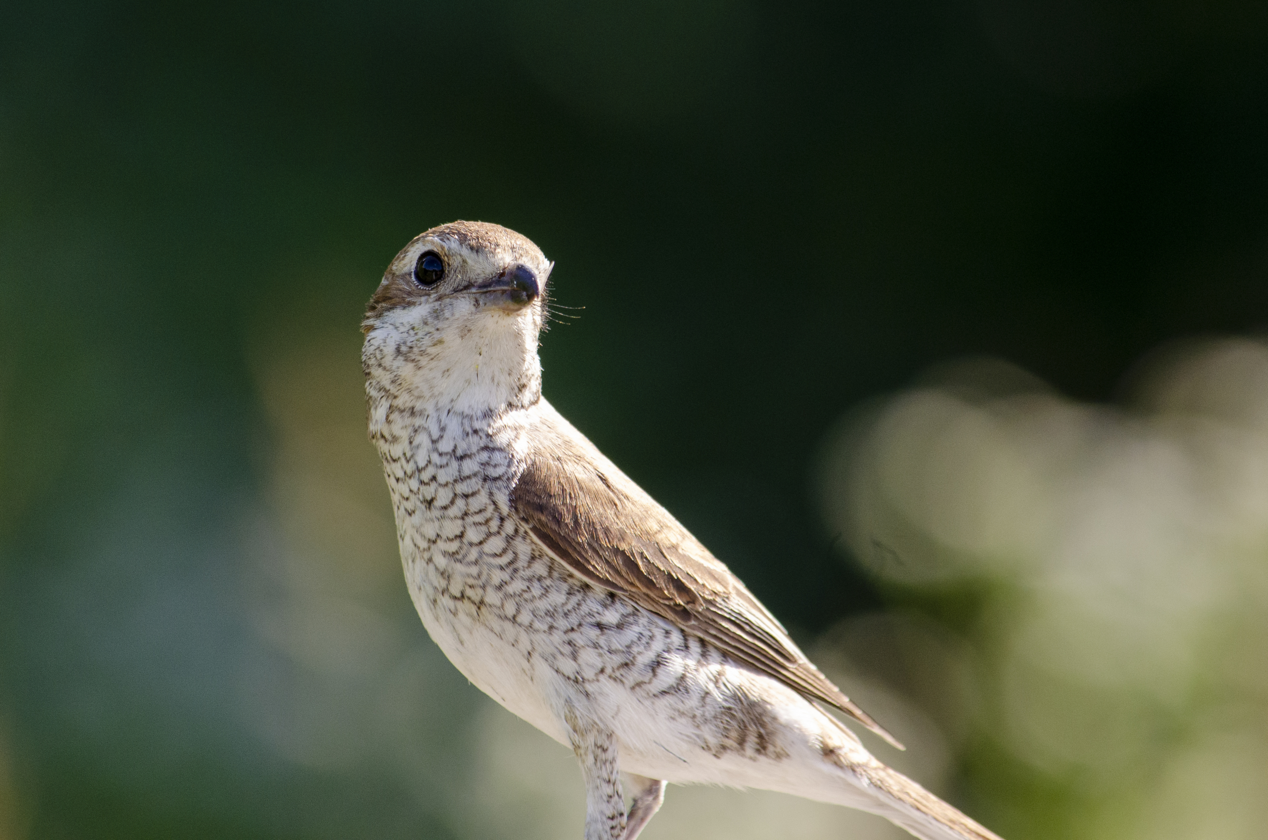 Red-backed Shrike (female))