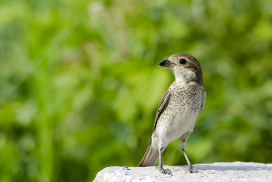 Red-backed Shrike (female)