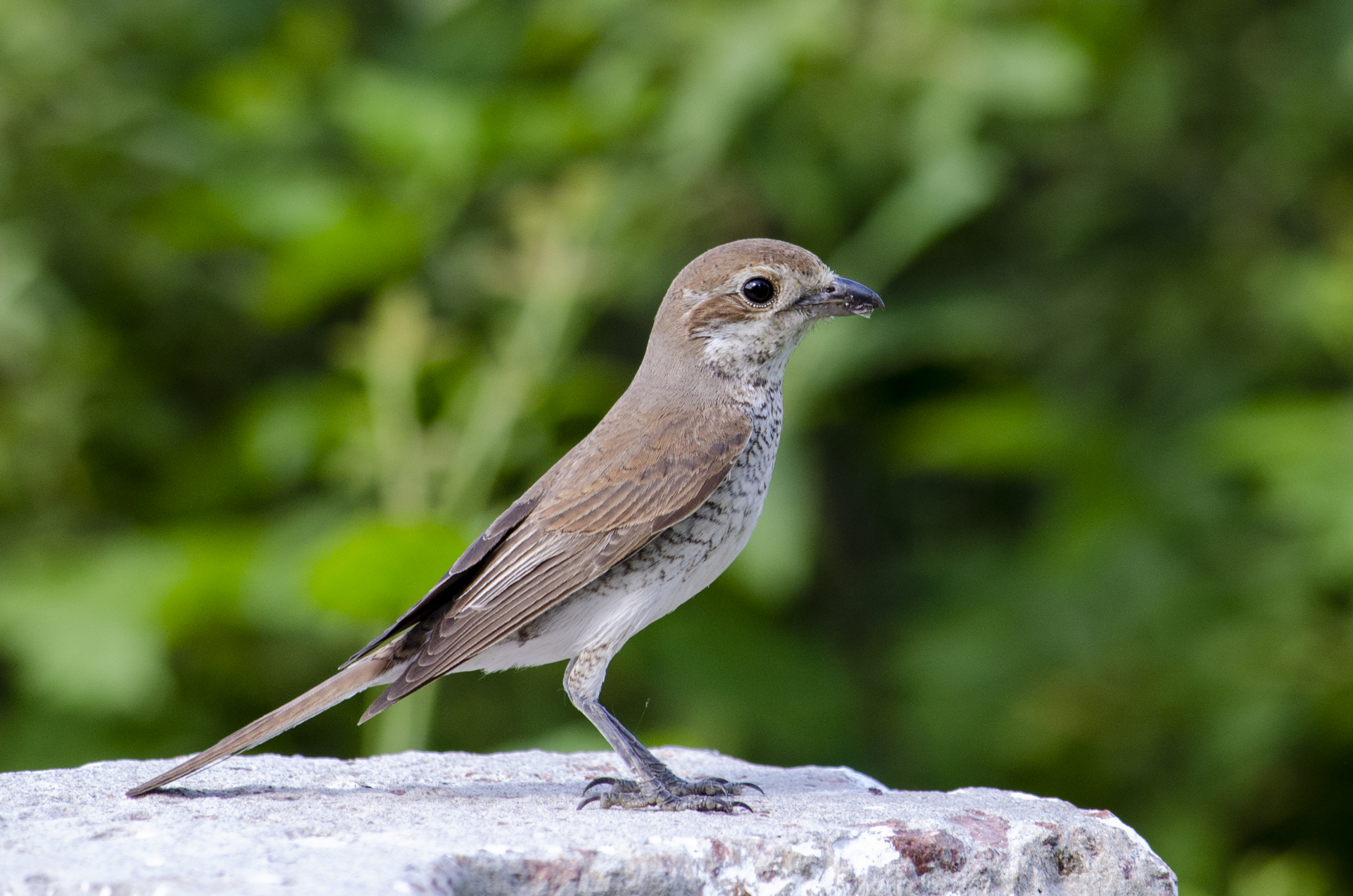 Red-backed Shrike (female))