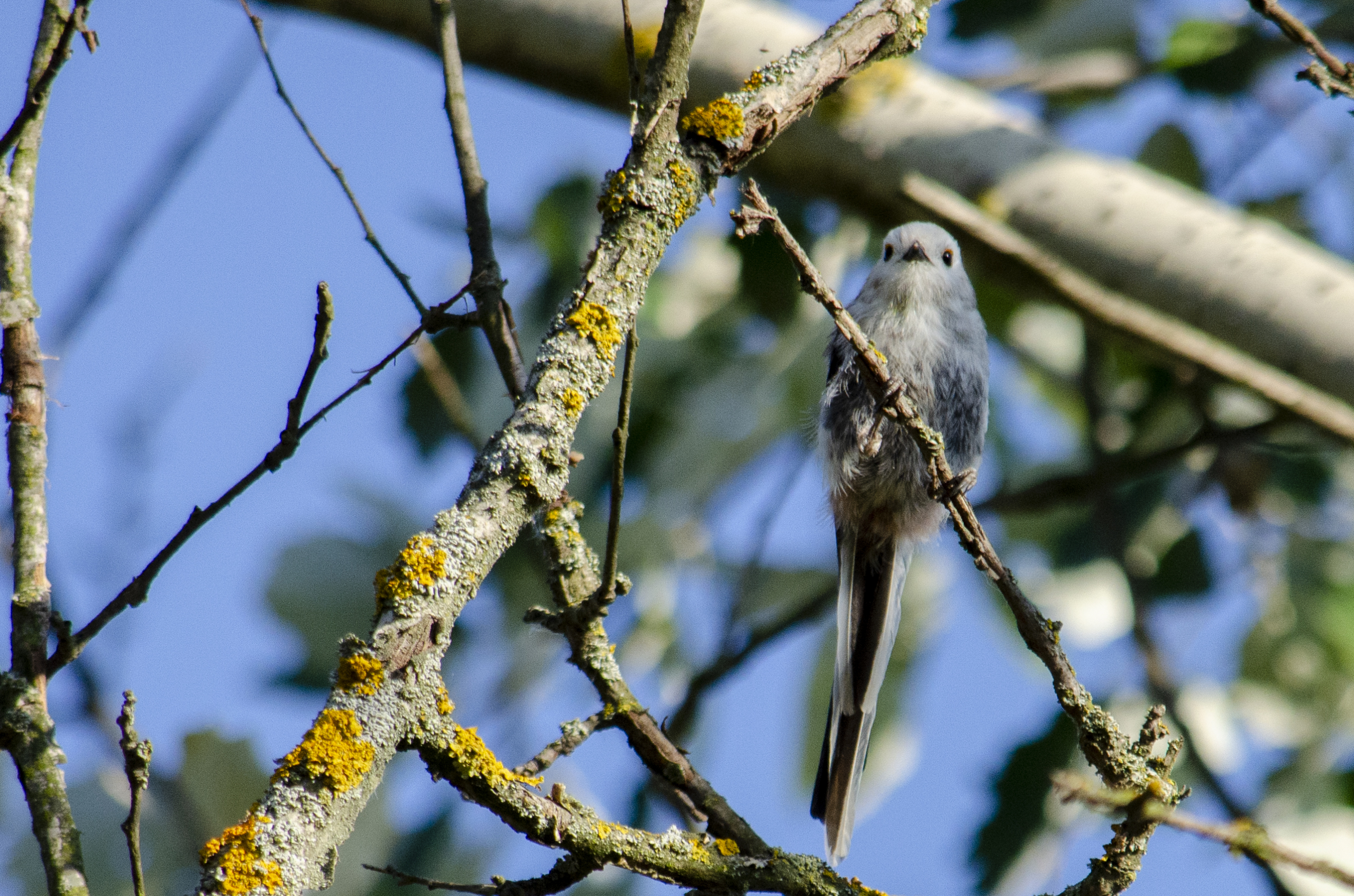 Long-tailed Tit