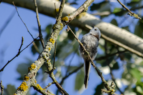 Long-tailed Tit