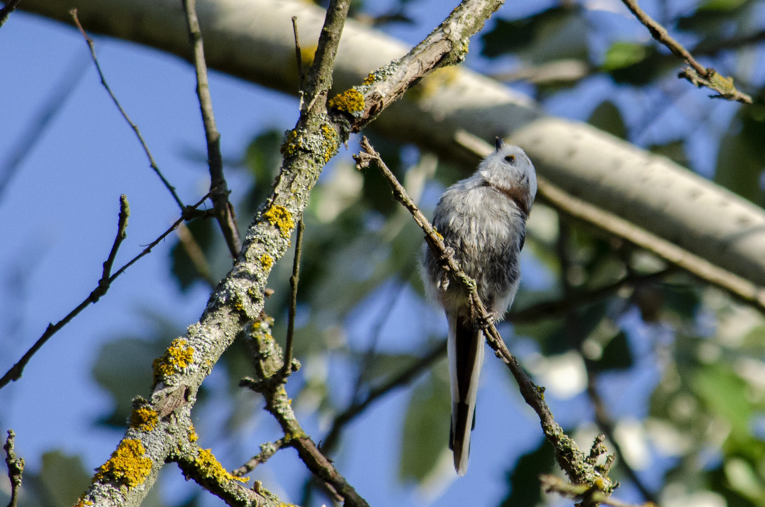 Long-tailed Tit