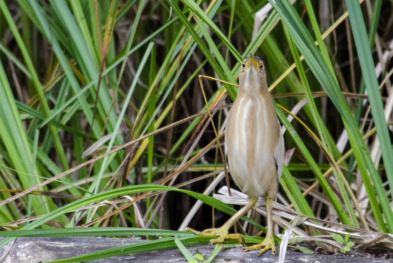 Little bittern