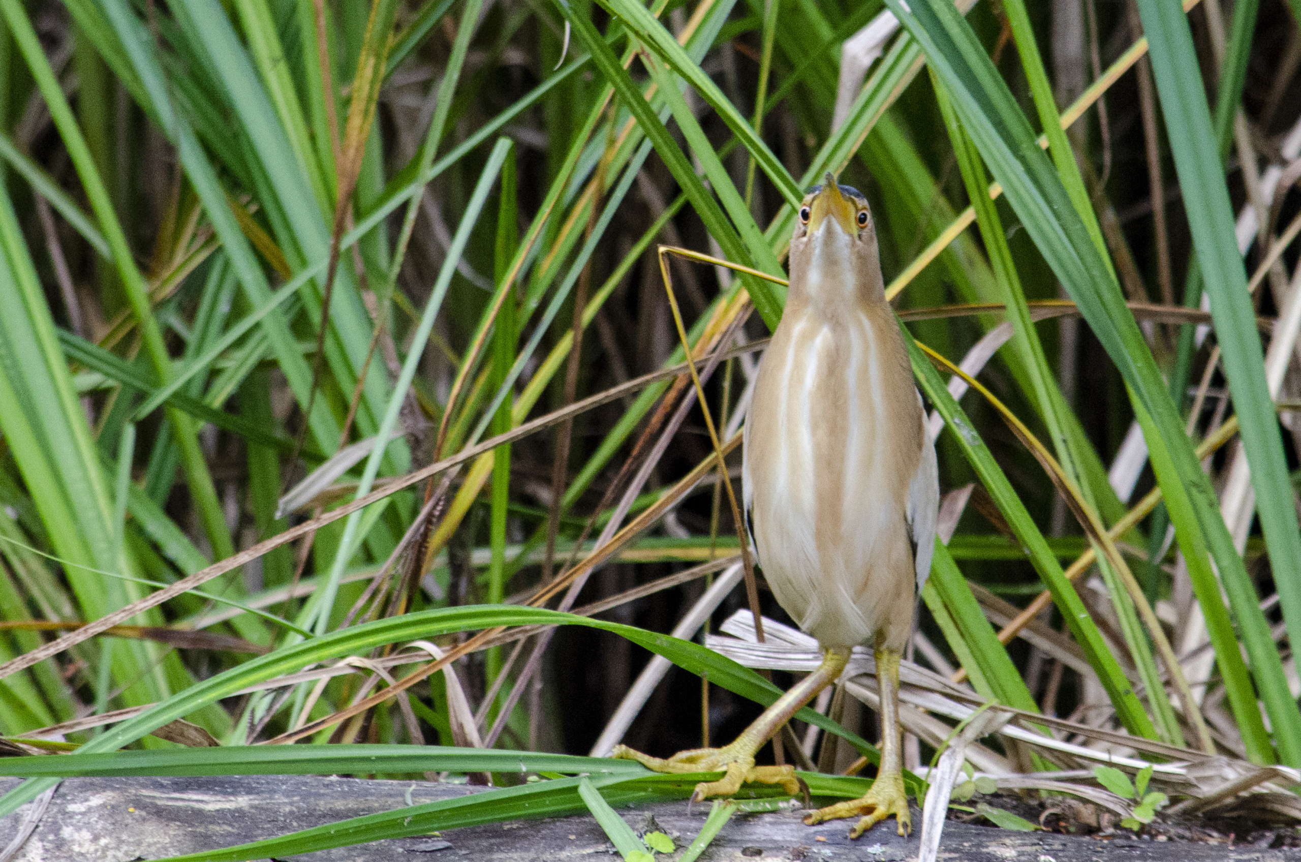Little bittern