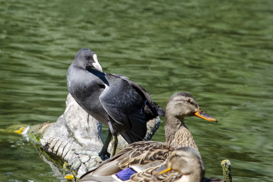 Eurasian Coot