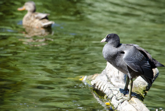 Eurasian Coot