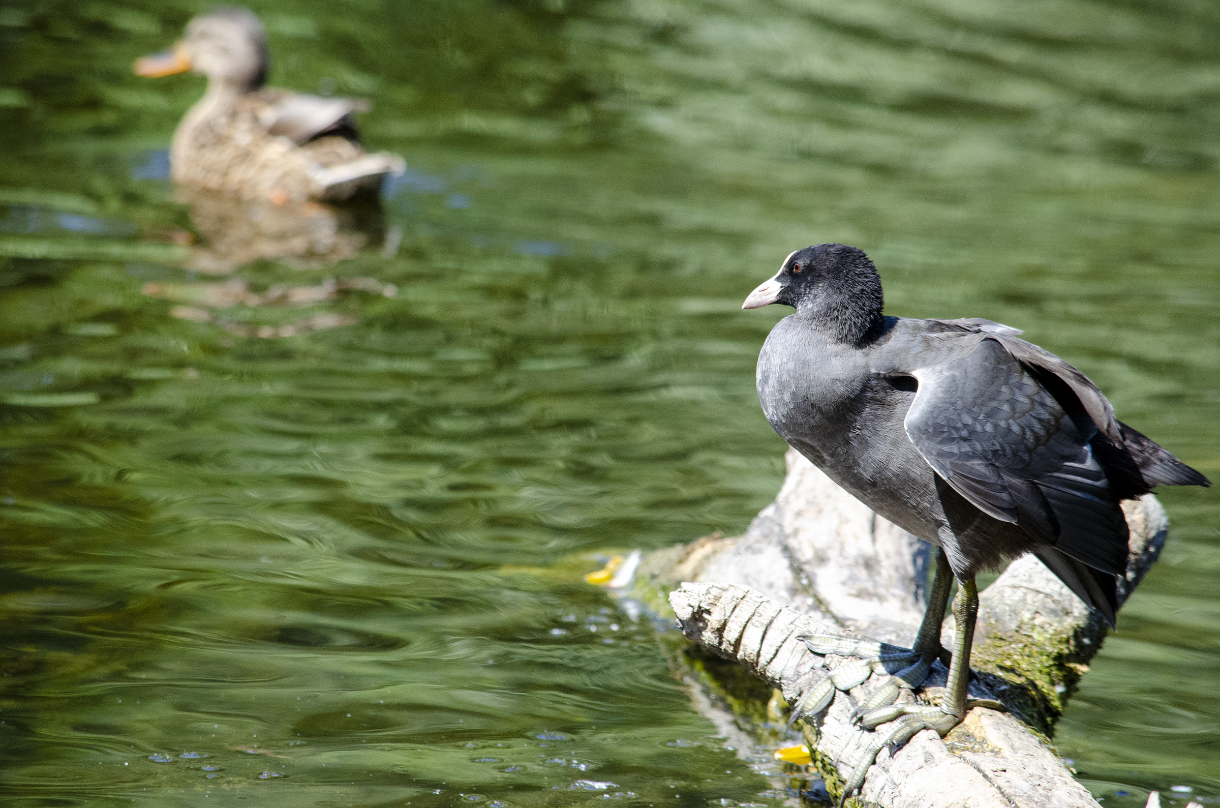 Eurasian Coot