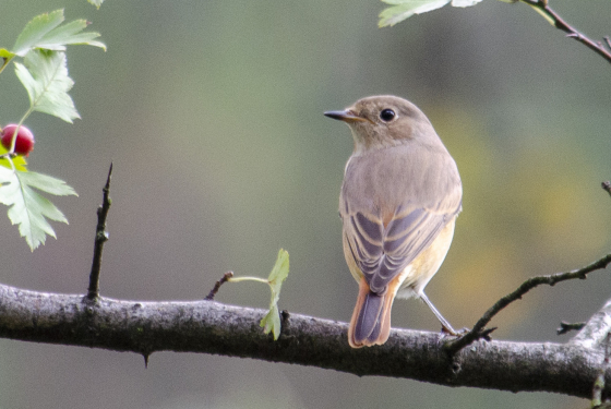 Common redstart female