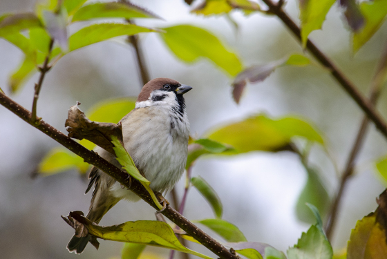 Eurasian tree sparrow