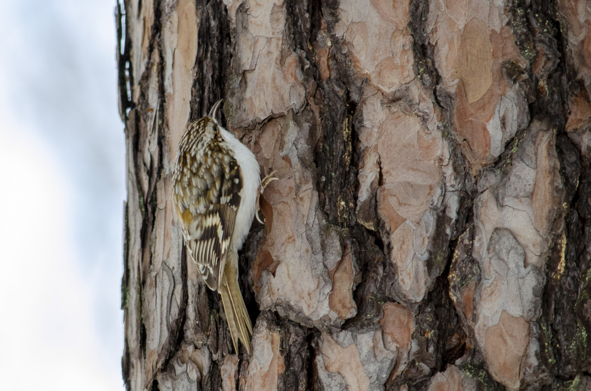 Eurasian treecreeper