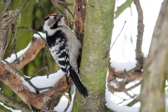 Lesser spotted woodpecker