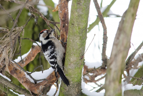 Lesser spotted woodpecker