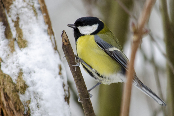 Great Tit
