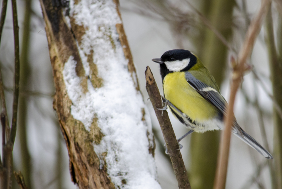 Great Tit