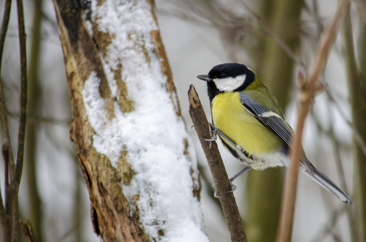 Great Tit