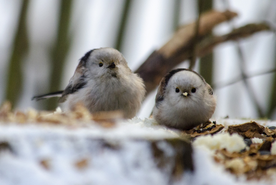 Long-tailed Tit