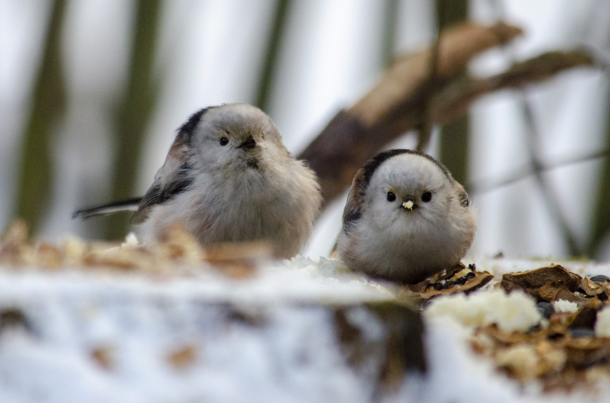 Long-tailed Tit