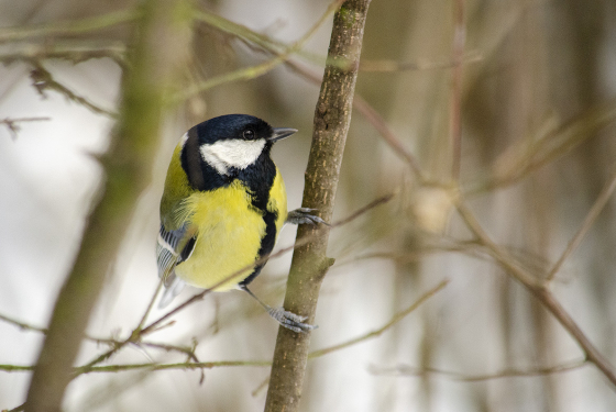 Great Tit