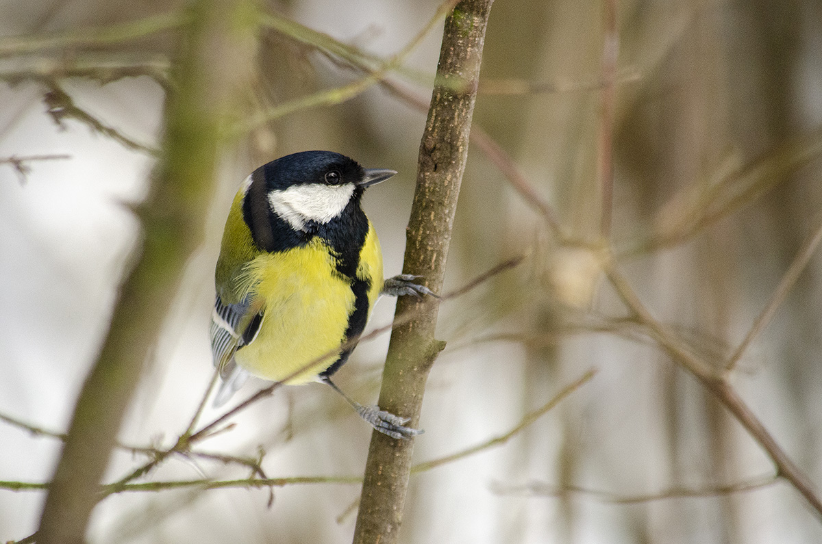 Great Tit