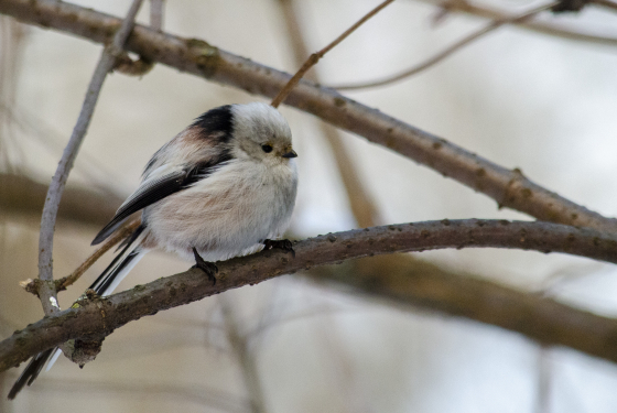 Long-tailed Tit