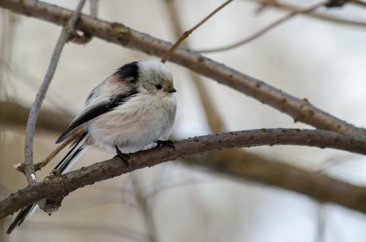 Long-tailed Tit