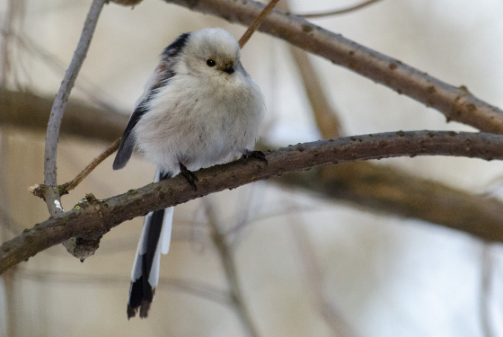 Long-tailed Tit