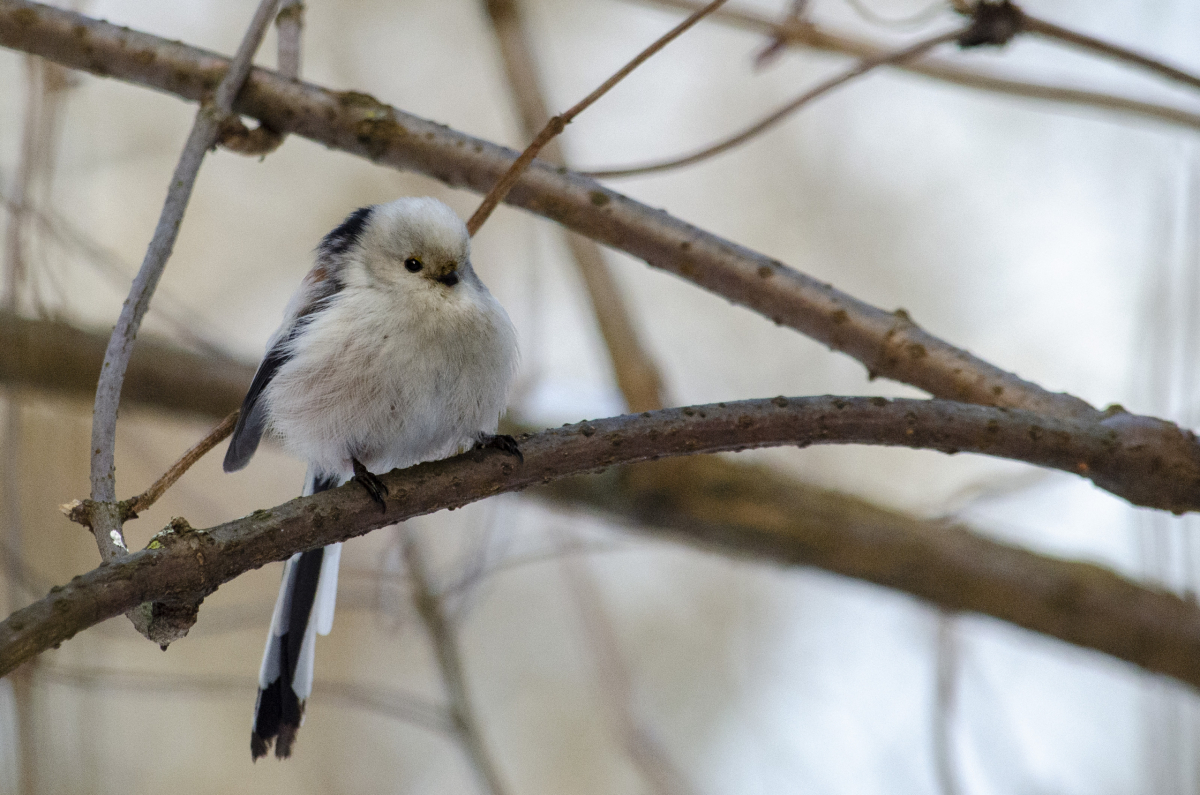 Long-tailed Tit