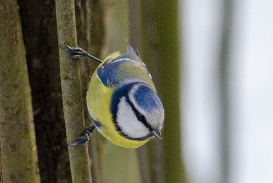 Eurasian blue tit