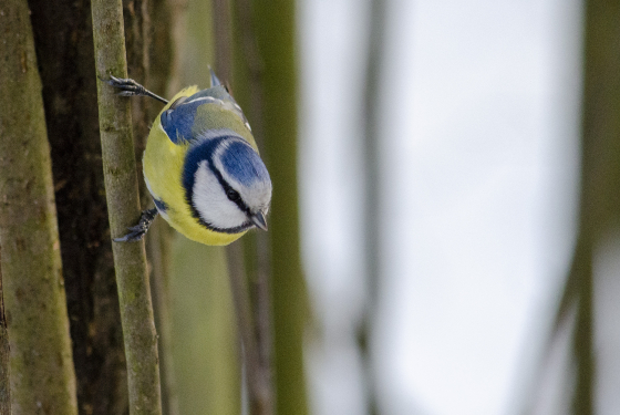 Eurasian blue tit