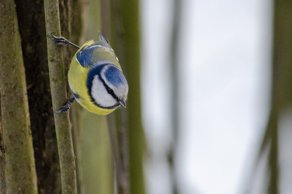 Eurasian blue tit