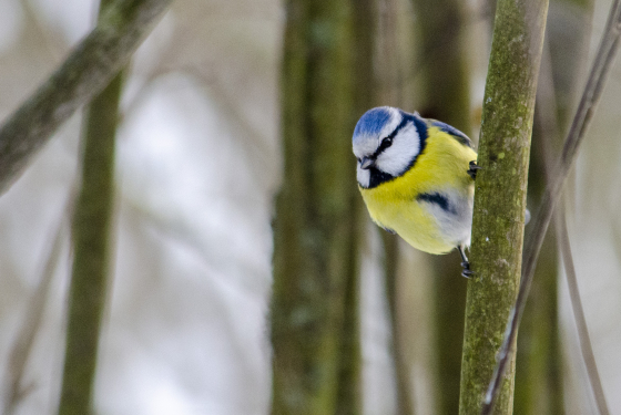 Eurasian blue tit