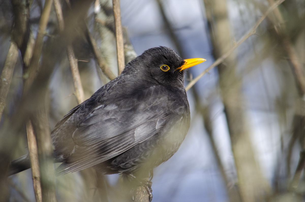 Blackbird