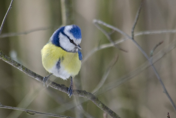 Eurasian blue tit