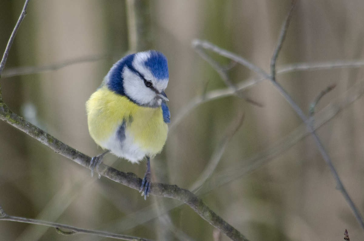 Eurasian blue tit